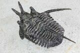 Bargain, Devil Horned Cyphaspis Trilobite - Mrakib, Morocco #74711-4